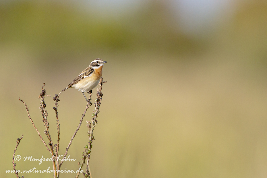 Braunkehlchen ()_0005