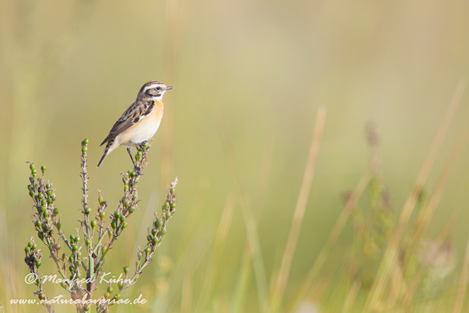 Braunkehlchen ()_0008