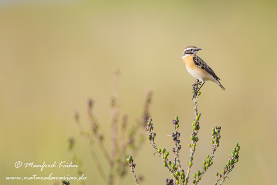 Braunkehlchen ()_0009