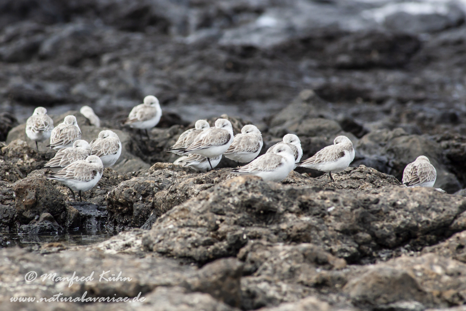 Sanderling ()_0002