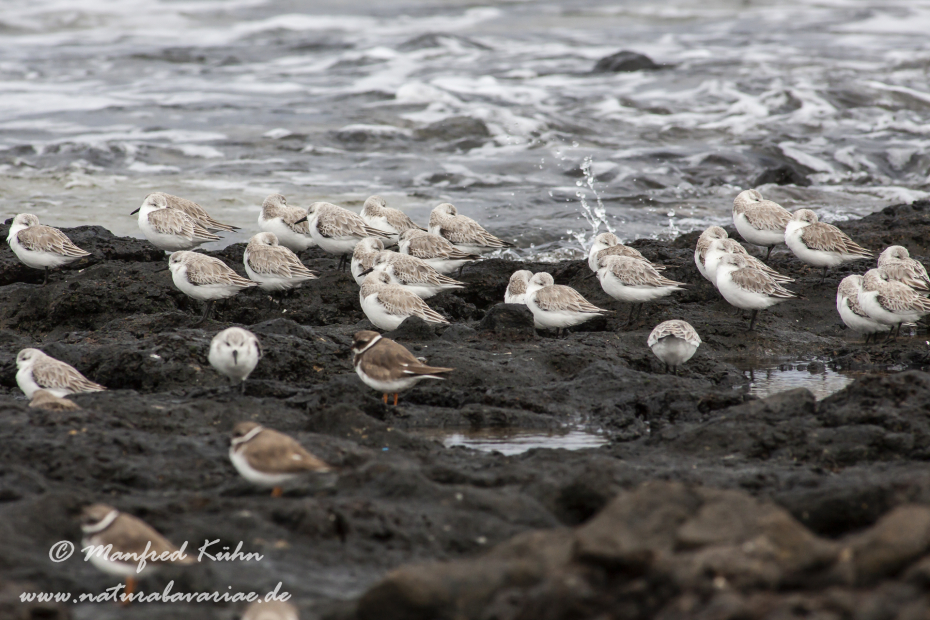 Sanderling ()_0004
