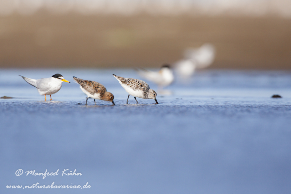 Sanderling ()_0006