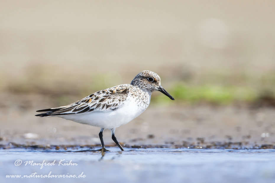 Sanderling ()_0007