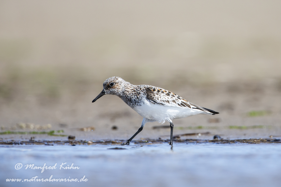Sanderling ()_0009