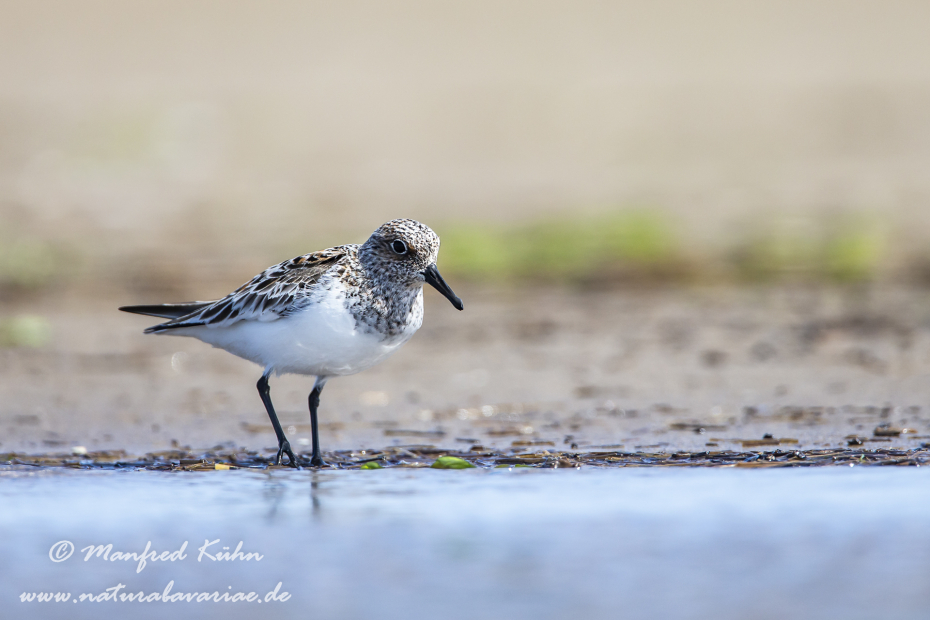Sanderling ()_0010