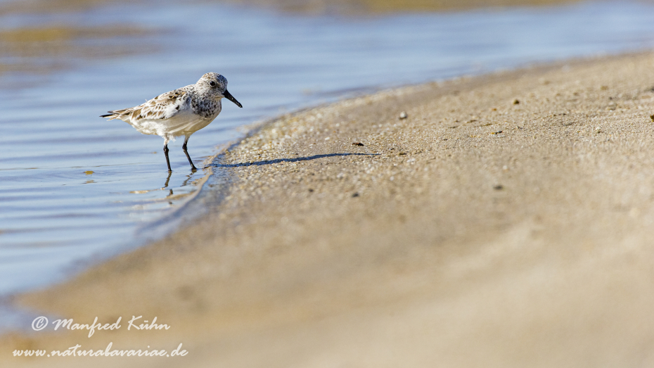 Sanderling ()_0020