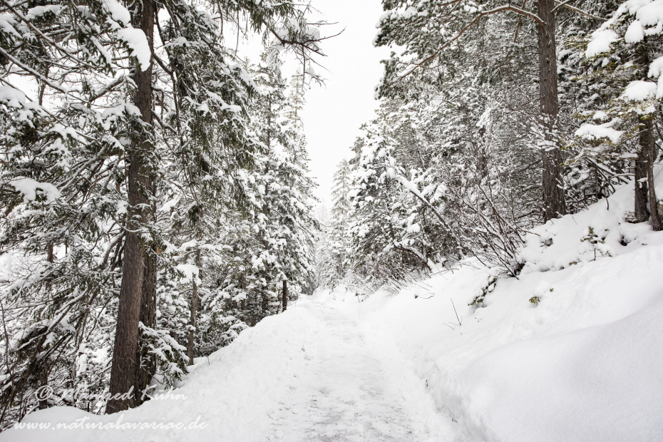 Eibsee (LKR_GAP)_0067