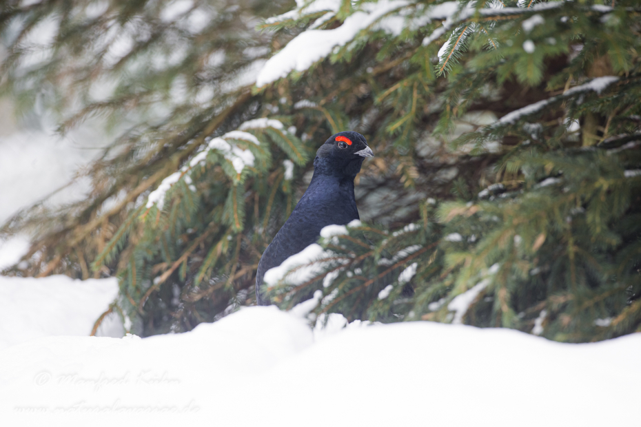 Birkhuhn ()_0040