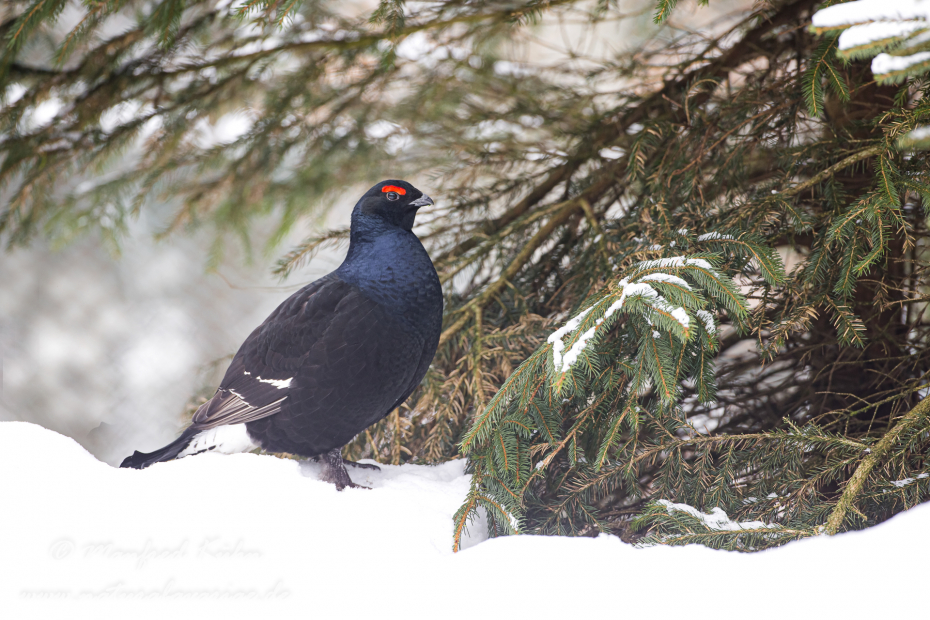 Birkhuhn ()_0043