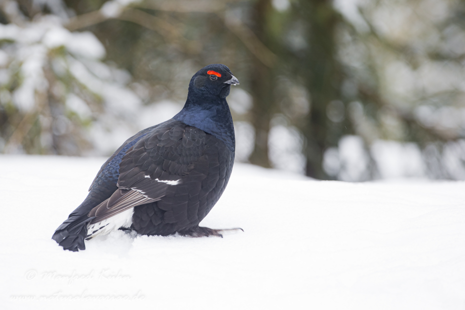 Birkhuhn ()_0056