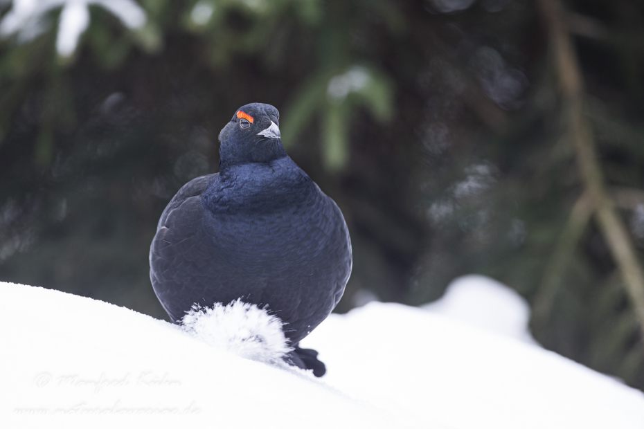 Birkhuhn ()_0080