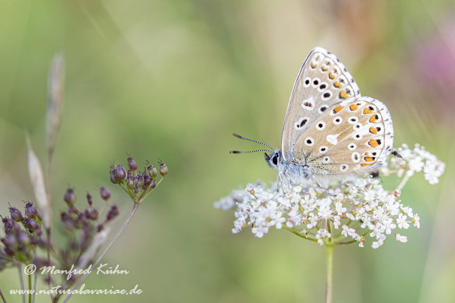 Bläuling (Himmelblauer)_0009