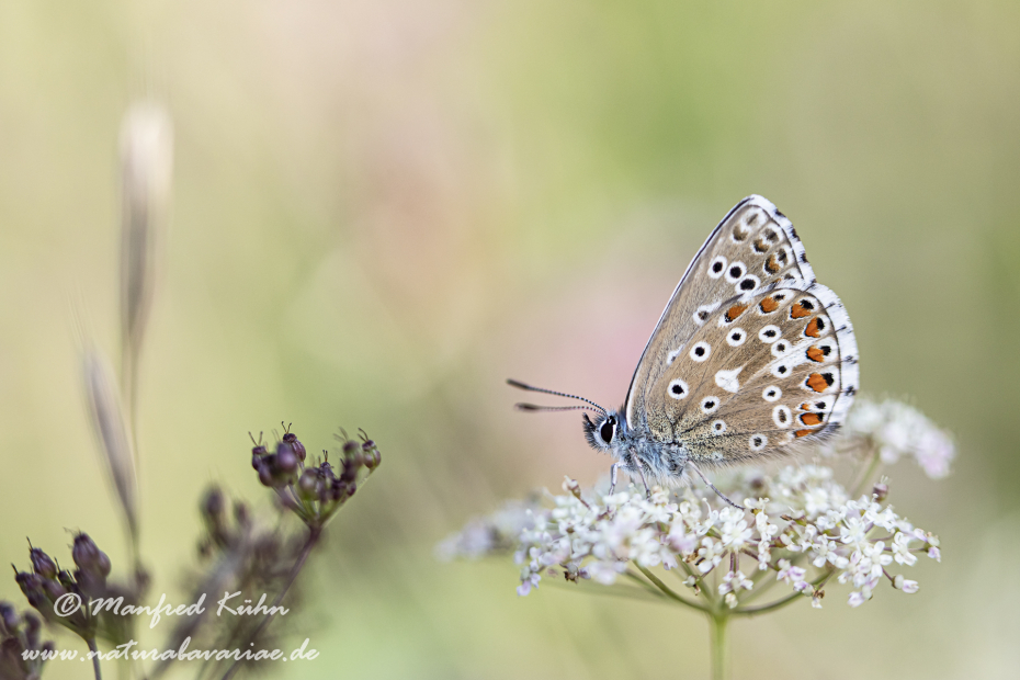 Bläuling (Himmelblauer)_0010