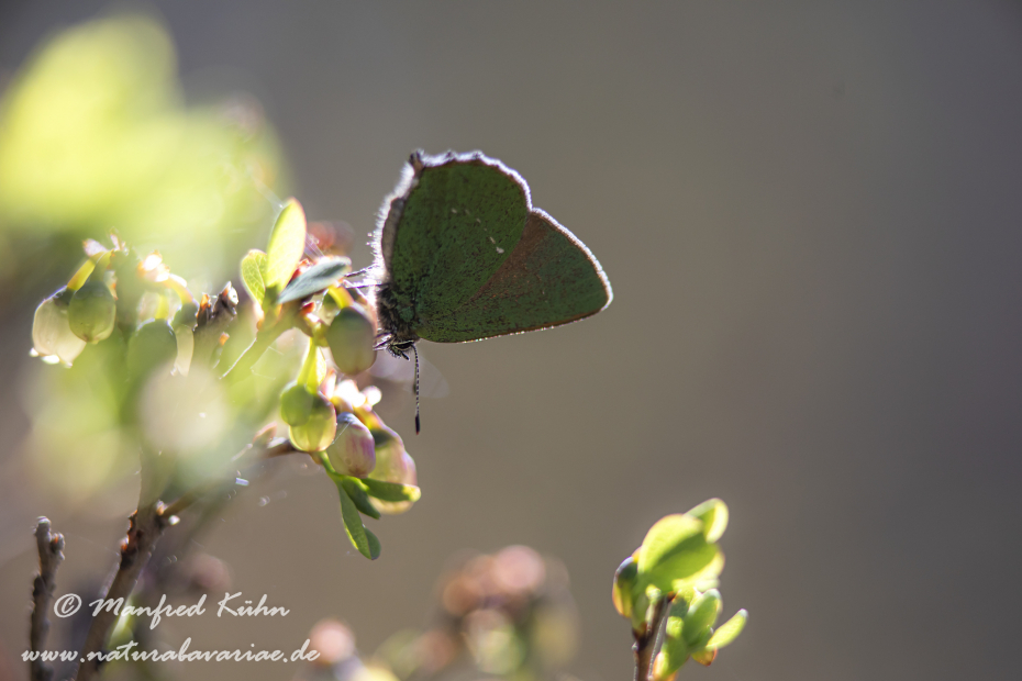 Brombeerzipfelfalter ()_0001