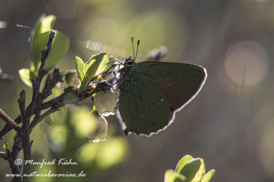Brombeerzipfelfalter ()_0005