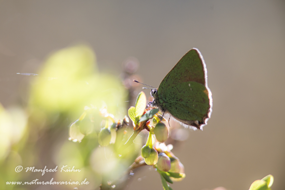 Brombeerzipfelfalter ()_0006