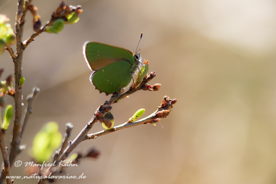 Brombeerzipfelfalter ()_0010