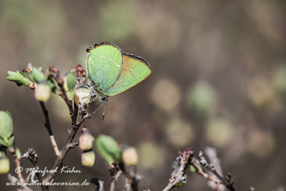 Brombeerzipfelfalter ()_0015