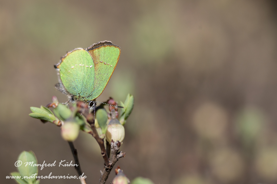 Brombeerzipfelfalter ()_0016