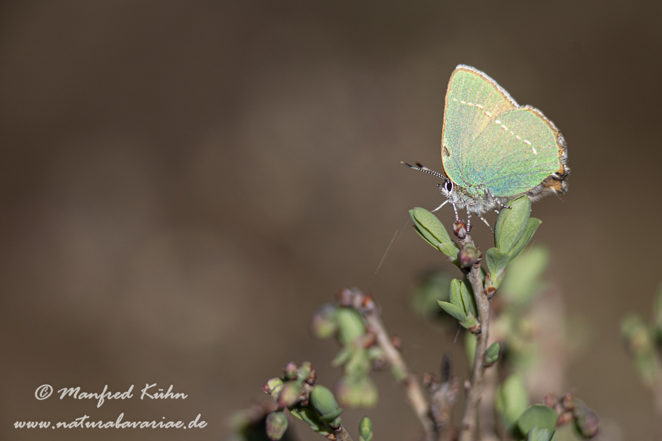 Brombeerzipfelfalter ()_0017