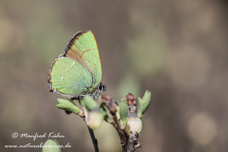 Brombeerzipfelfalter ()_0026