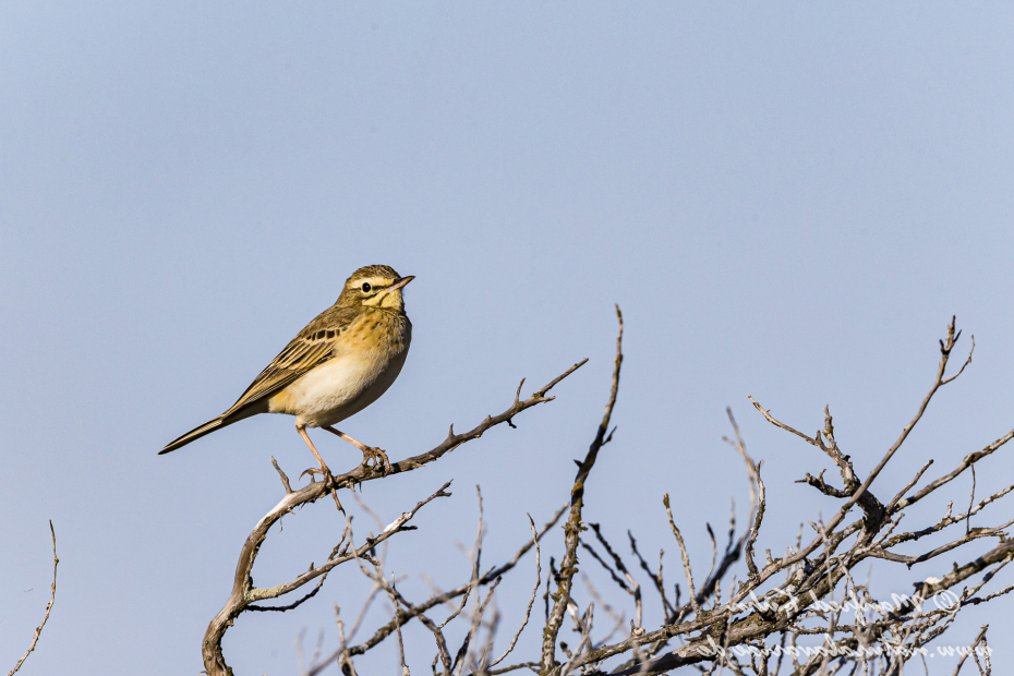 Brachpieper ()_0018