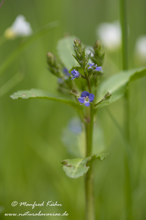 Ehrenpreis (Blauer_Wasser-)_0006