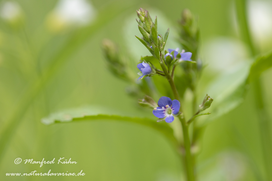 Ehrenpreis (Blauer_Wasser-)_0007