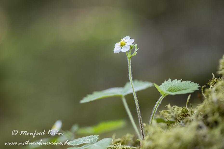 Erdbeere (Wald-)_0006