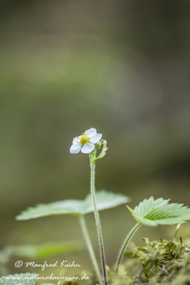 Erdbeere (Wald-)_0007