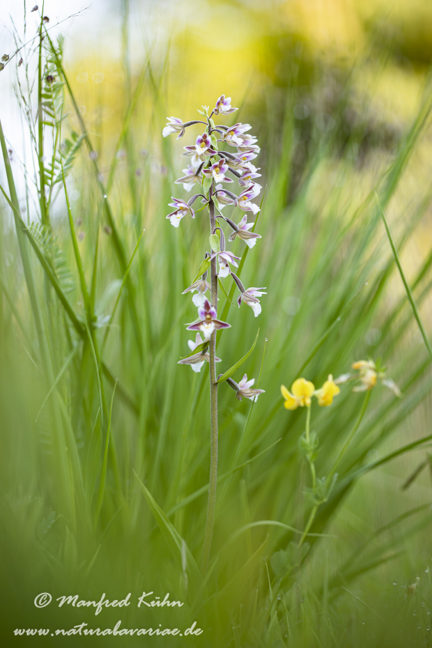 Sumpfstendelwurz ()_0034
