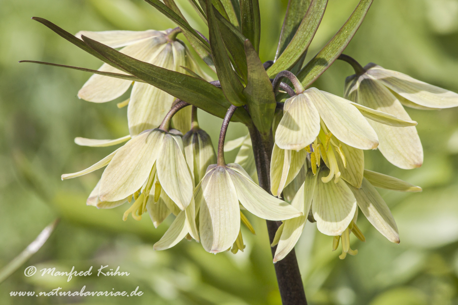 Fritillarie (Raddeana)_0001