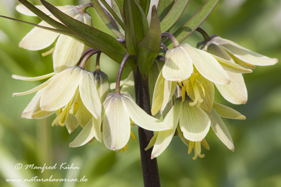 Fritillarie (Raddeana)_0002
