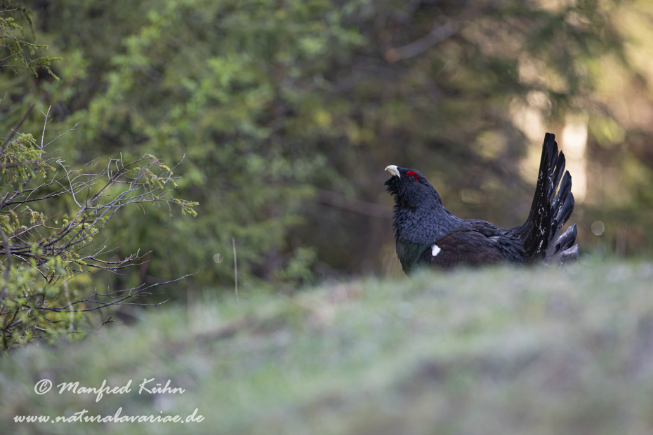 Auerhuhn ()_0100