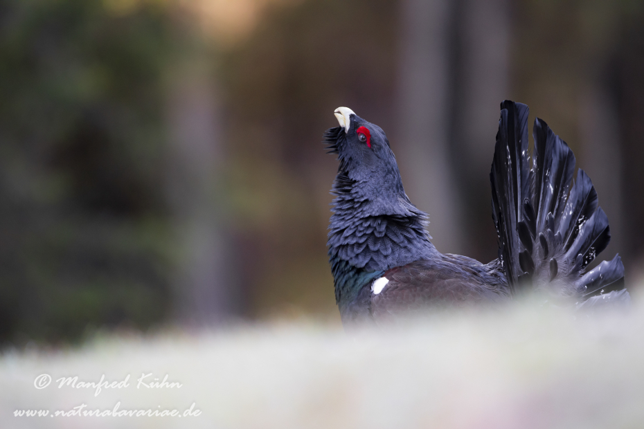 Auerhuhn ()_0112