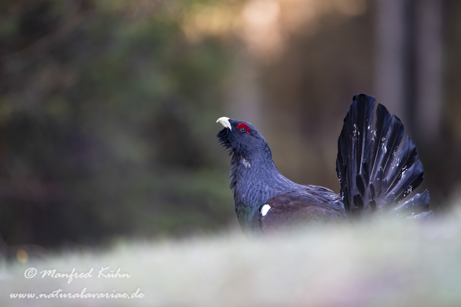 Auerhuhn ()_0114