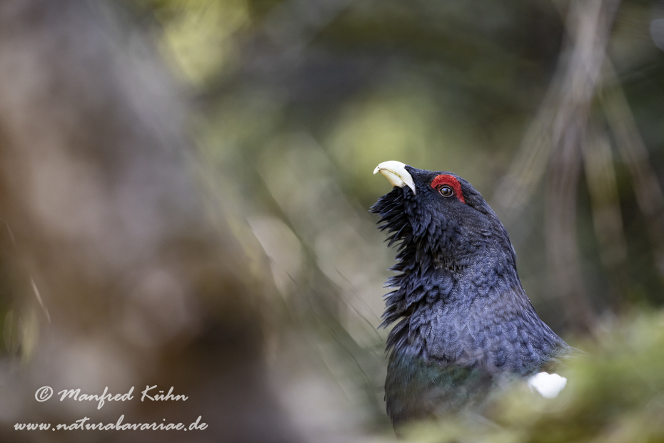 Auerhuhn ()_0140