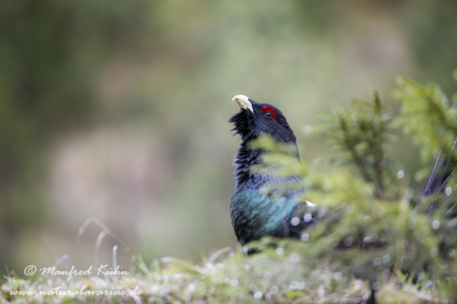 Auerhuhn ()_0147