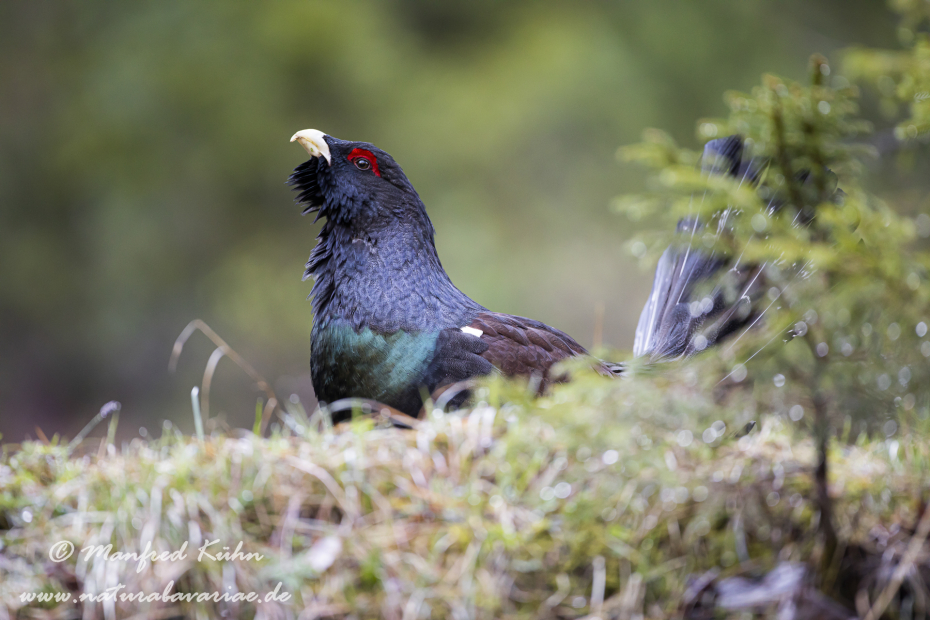 Auerhuhn ()_0148
