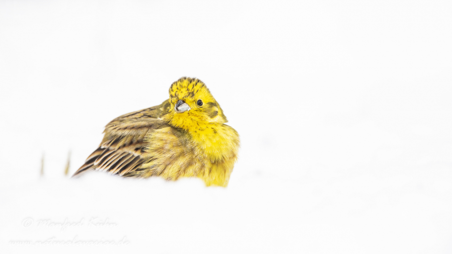 Goldammer ()_0059