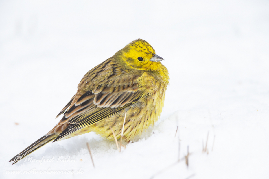 Goldammer ()_0076