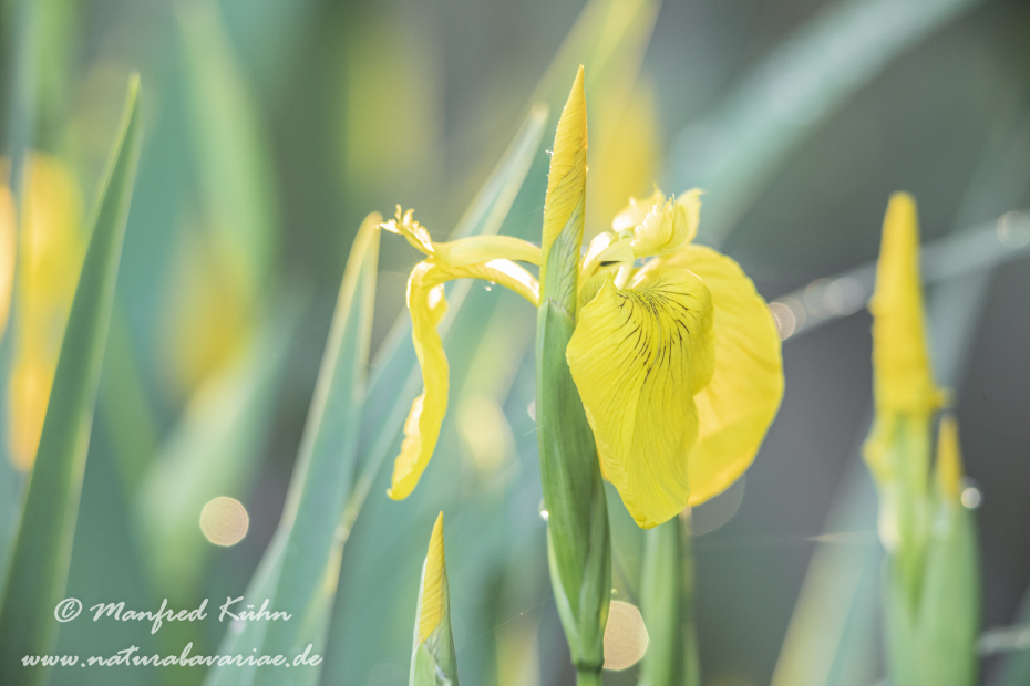 Schwertlilie (Sumpf-)_0024