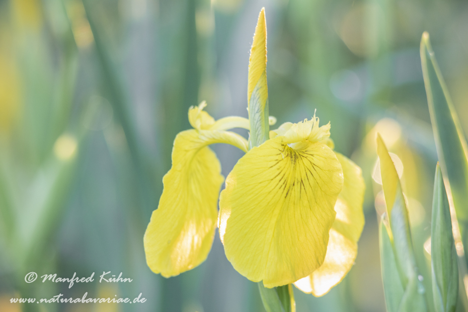 Schwertlilie (Sumpf-)_0025