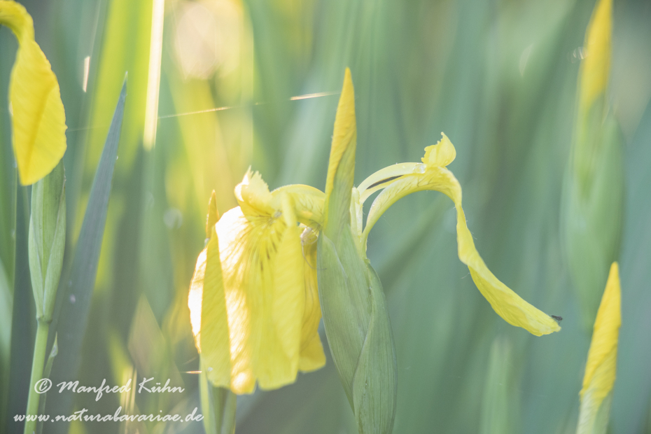 Schwertlilie (Sumpf-)_0026
