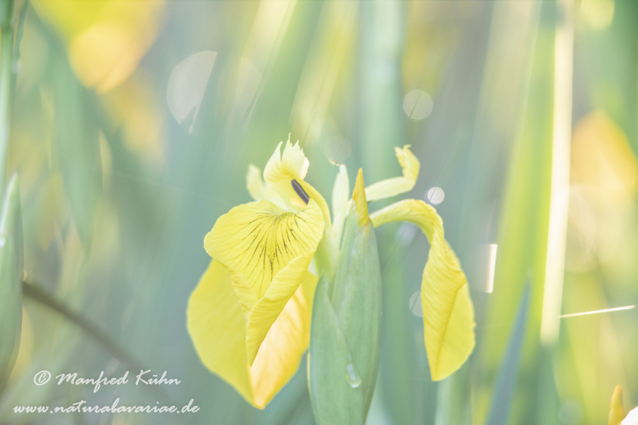 Schwertlilie (Sumpf-)_0028