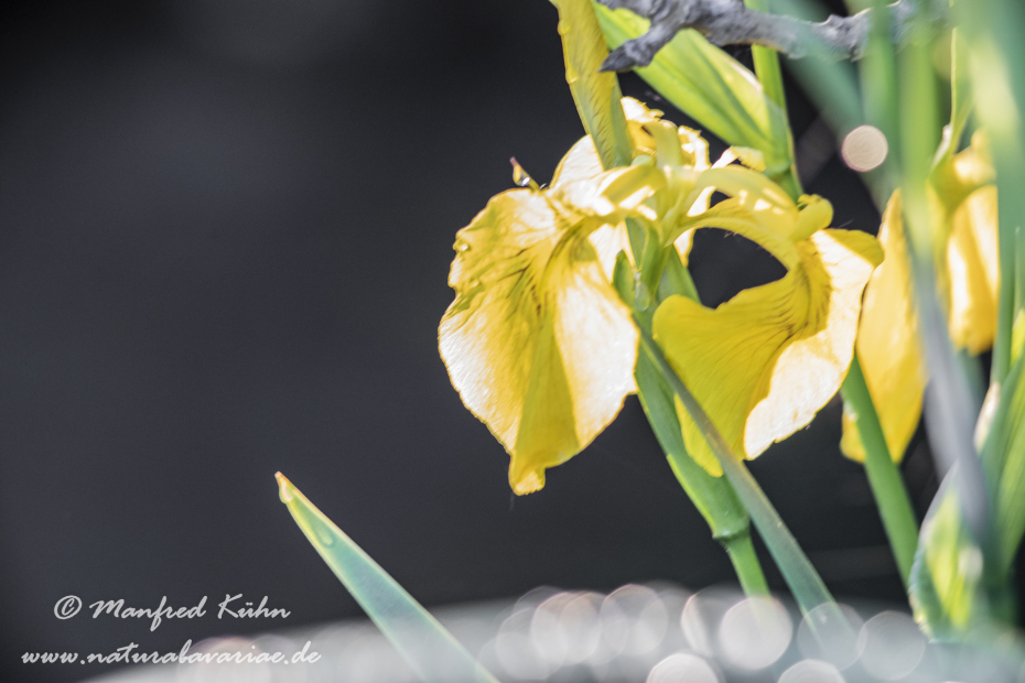 Schwertlilie (Sumpf-)_0029