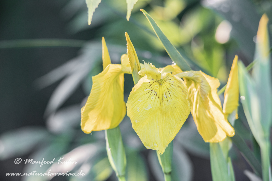 Schwertlilie (Sumpf-)_0030