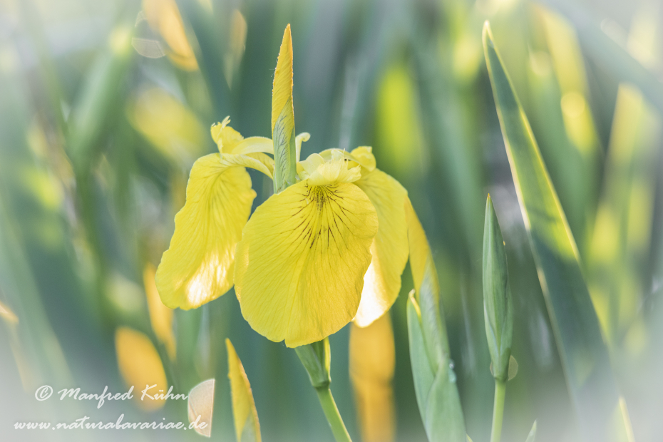 Schwertlilie (Sumpf-)_0034
