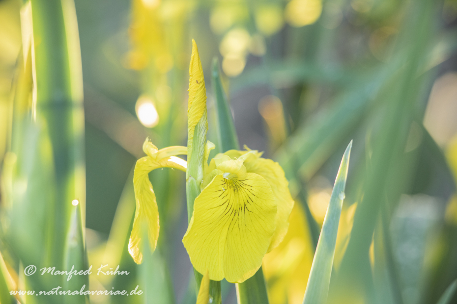 Schwertlilie (Sumpf-)_0036