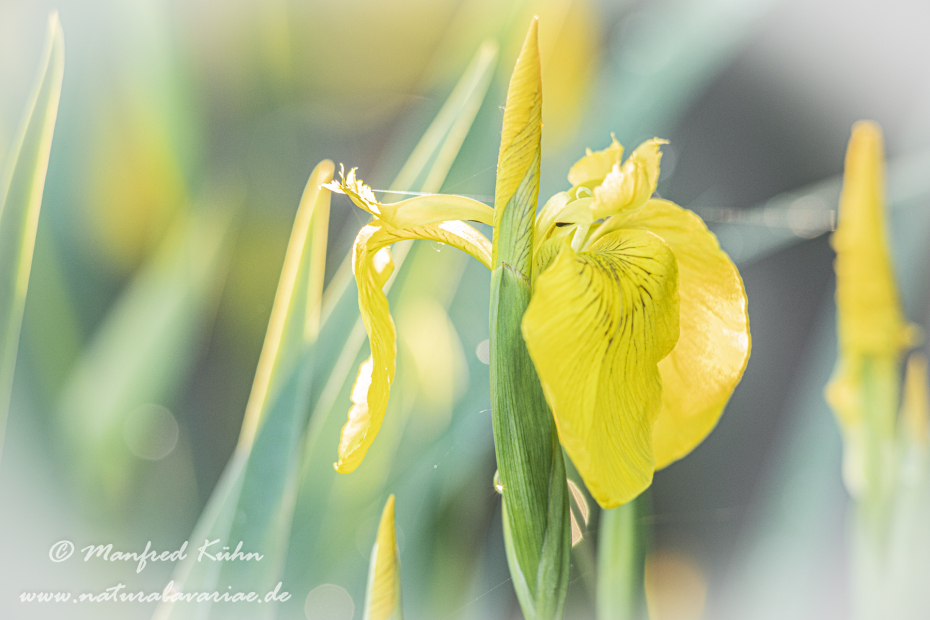 Schwertlilie (Sumpf-)_0038